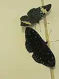 Red Cracker and Starry night Cracker butterflies