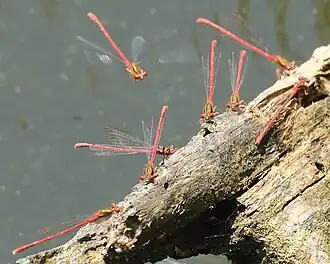 Red damselflies sitting on a log at Zealandia Ecosanctuary, Wellington, New Zealand