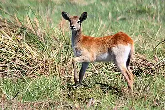 Juvenile red lechweOkavango Delta, Botswana