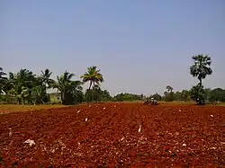 Farm field in India with dark red soil color