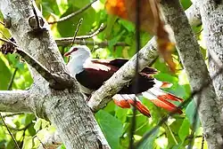 Photo of an individual of the subspecies griseotincta