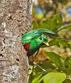 Male peeking through a nest hole