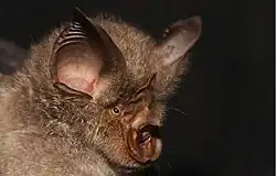 Brown bat