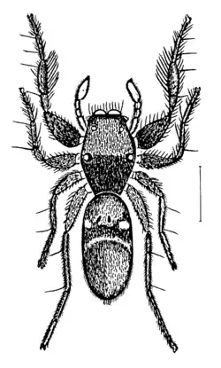 Rhombonotus gracilis (drawn by L. Koch, 1877)