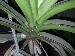 New Buds of Rhynchostylis retusa