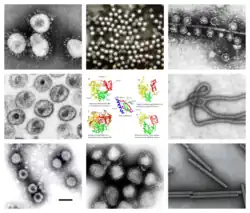 A collage of viruses in Riboviria.