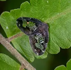 Ricanoptera fenestrata, Indonesia