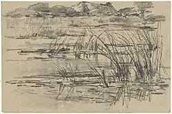 Reeds at a pond
