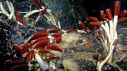 Giant tube worms are another hydrothermal vent specialist
