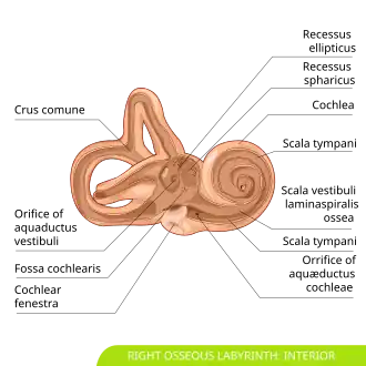 Interior of right osseous labyrinth. (Scala tympani labeled at right, inside cochlea.