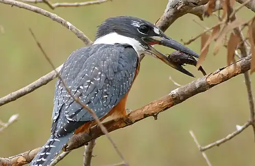 with armored catfish