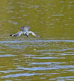 Female diving for hand-thrown fish