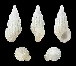 Rissoina tornatilis (Rissoinidae)