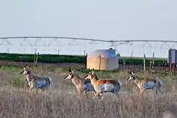 Pronghorn (Antilocapra americana) on Rita Blanca National Grassland, Texas
