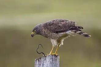 R. m. griseocauda eating speckled racer, Belize