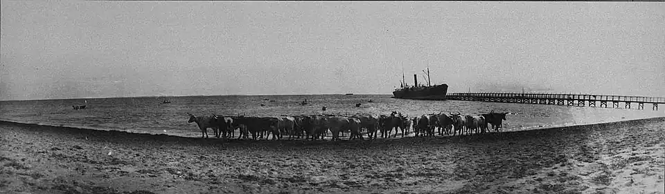 Cattle being unloaded from a ship at Robb Jetty in the 1920s. Livestock were shipped from the Kimberley.