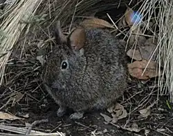 A small, round rabbit sitting in leaf litter underneath grasses