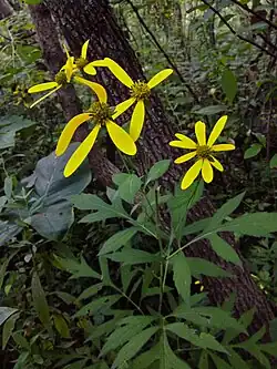 Variety laciniata, showing deeply divided leaves (Washington, D.C.)