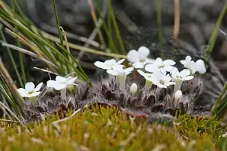 Flowering plant, side on