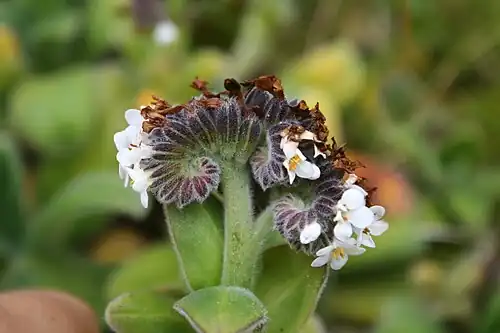 Side view of an inflorescence