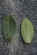 Upper surface and lower surface of rosette leaves showing hairs
