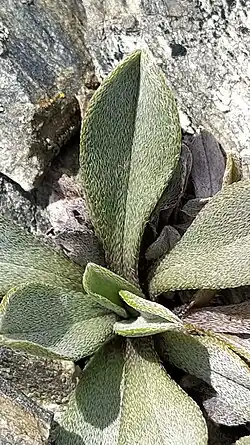 Close up of rosette leaves