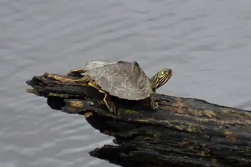 Sabine map turtle (Graptemys sabinensis) in situ, Village Creek (Neches River), Hardin Co., Texas (12 October 2021)