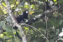 Adult Mottled-face Tamarin on a tree branch with young on its back, near Mitú, Colombia