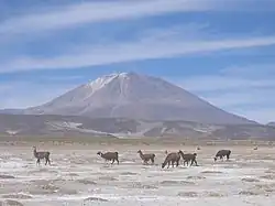Llamas in the Salar