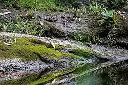 Image of wildlife scene by a creek in the Megantoni National Sanctuary
