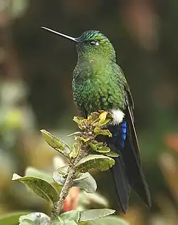 Sapphire-vented puffleg