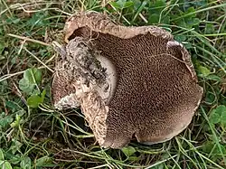 The "teeth" under the cap