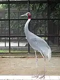 Sarus crane at Bangladesh National Zoo