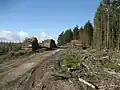 Felled timber on the eastern side of the forest