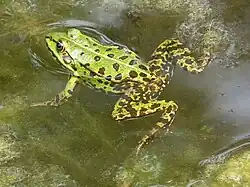 Frog (Anura)