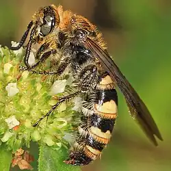 D. plumipes fossulana female in Florida.