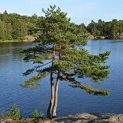 Pinus sylvestris, scots pine tree