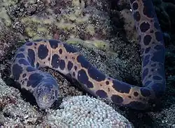 A Scuticaria tigrina morene in Reunion Island (February 2013).