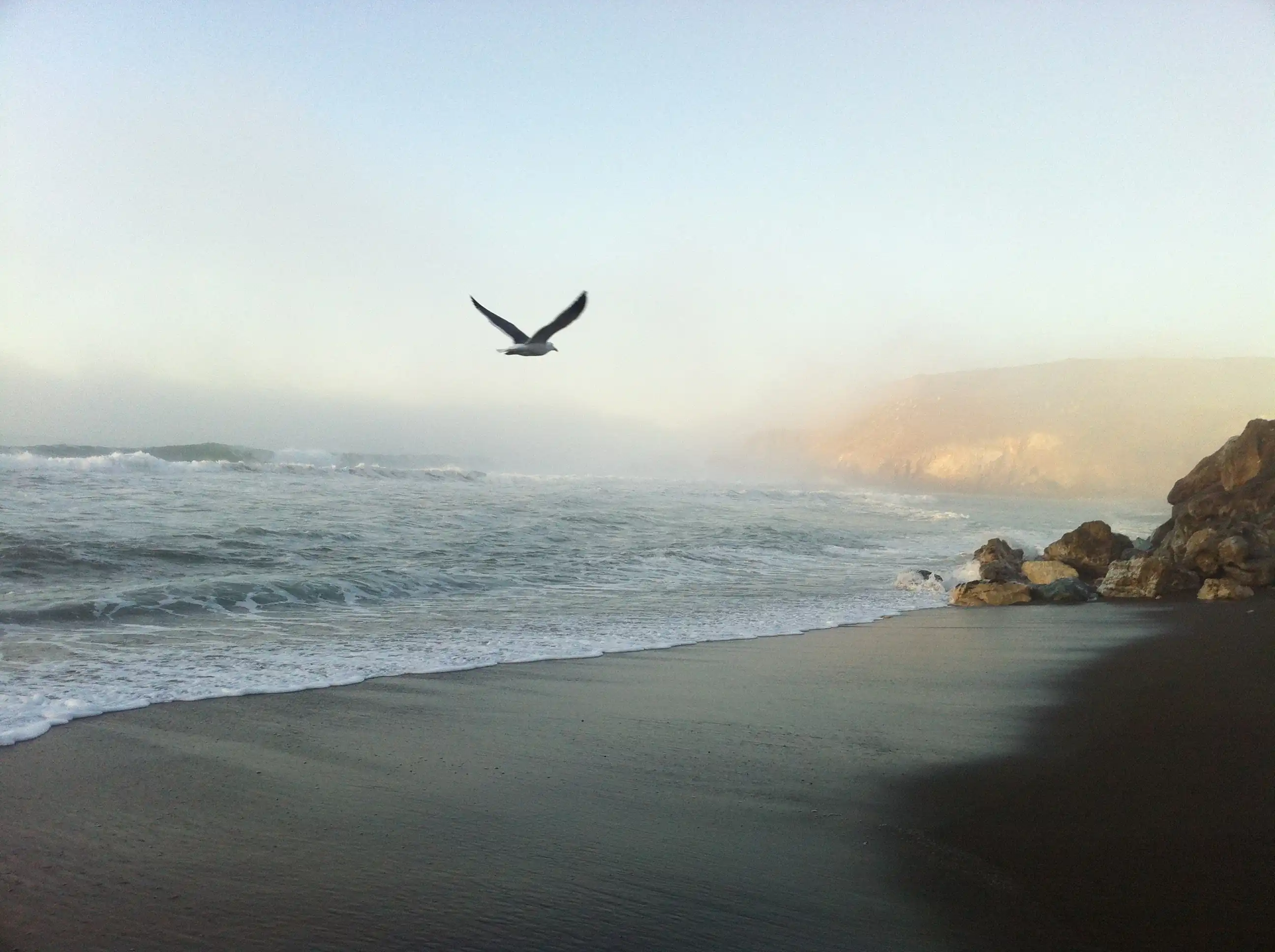 A Sea Gull flying above an ocean