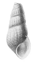 Drawing of an apertural view of a shell of Semisulcospira libertina.