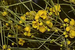 Subsp. filifolia in Currawinya National Park