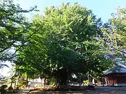 CHiba-dera Gingko tree