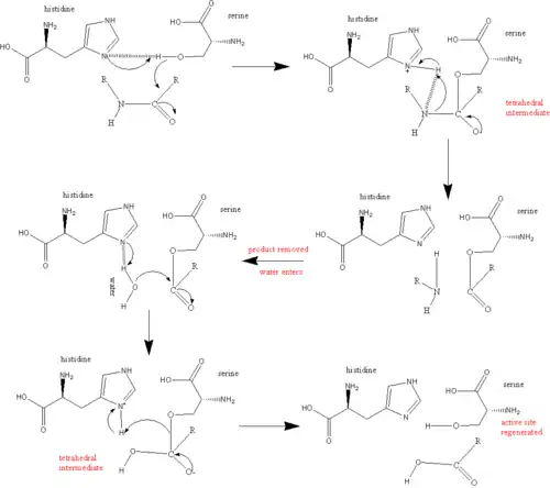 serine protease reaction mechanism