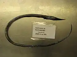 Serrivomer sp. (Serrivomeridae)