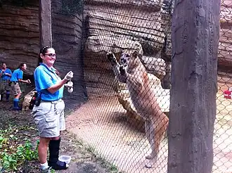 Shasta VI, the mascot of the University of Houston, with a Houston Zoo trainer