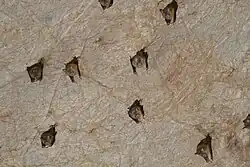 Brown bats