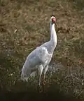 A Siberian crane in Keoladeo National Park, near Bharatpur, India, in 1996.