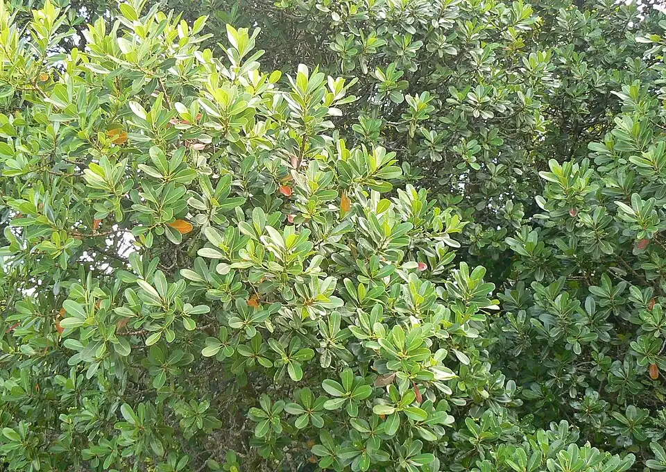 Detail of the foliage.