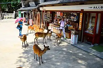 Deer approaching tourists in Nara Park in summer