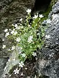 Rock campion in the Spitzkoepfe [fr].